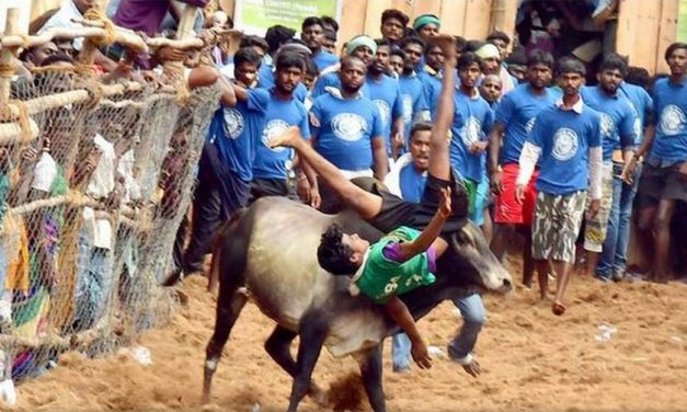 Jallikattu Protests and Preserving Tamil Culture