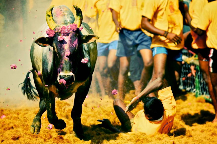 Will Jallikattu Save the Native Breeds of Bulls in Tamil Nadu?