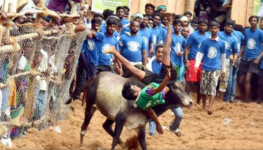 Where are the Jallikattu Protesters Now?