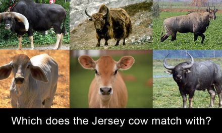 Are Western Breed Cows Actually Cows?