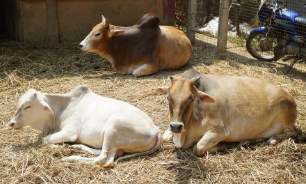 Building a New Goshala for the Ashram Cows